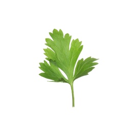 Fresh green organic parsley on white background