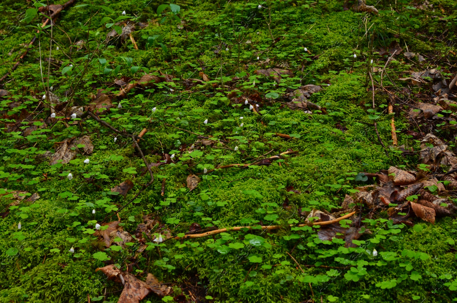 Photo of Ground covered with bright moss and fallen leaves in forest