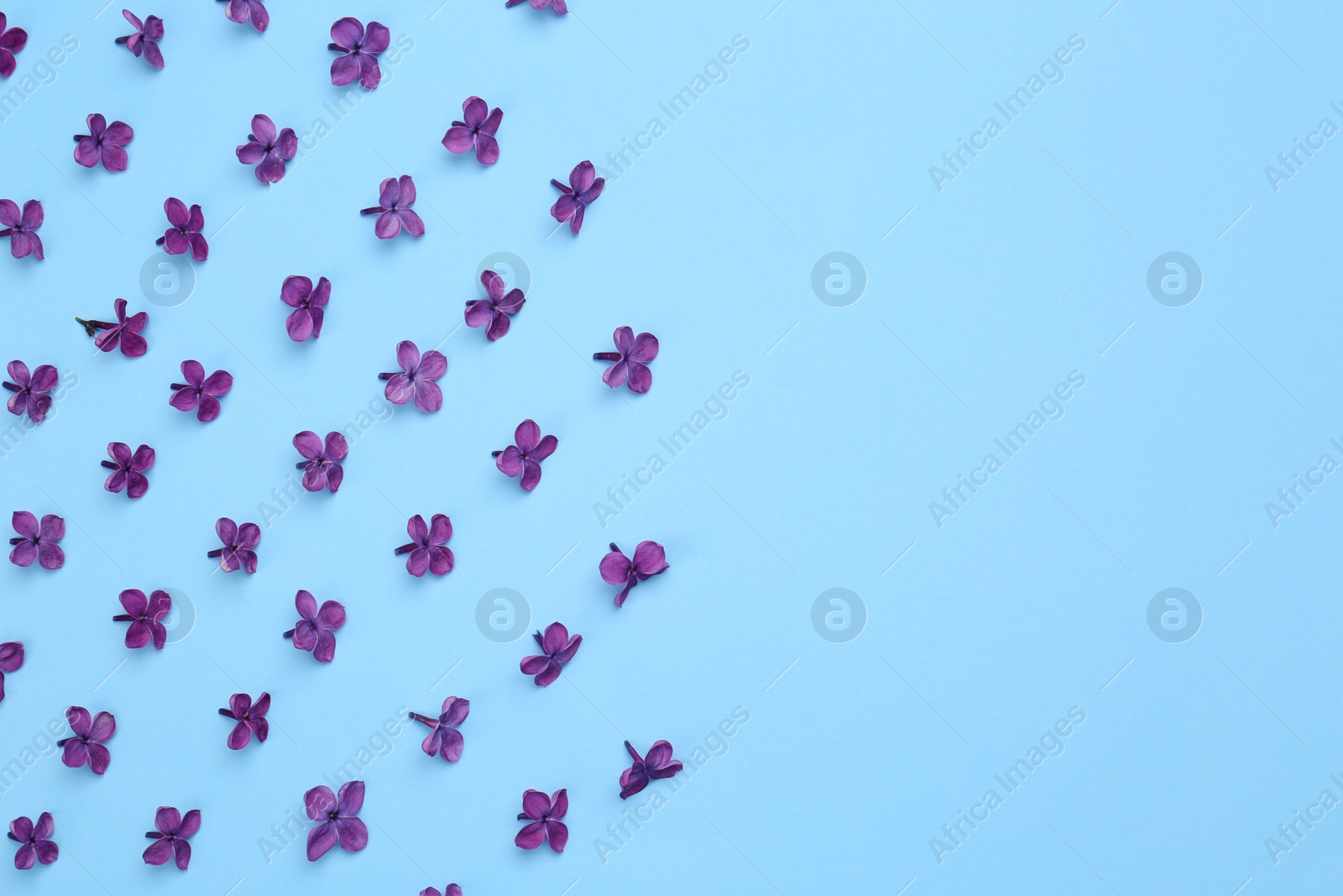 Photo of Beautiful lilac flowers on light blue background, flat lay. Space for text