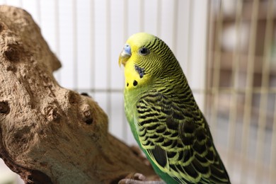 Photo of Beautiful bright parrot on branch. Exotic pet