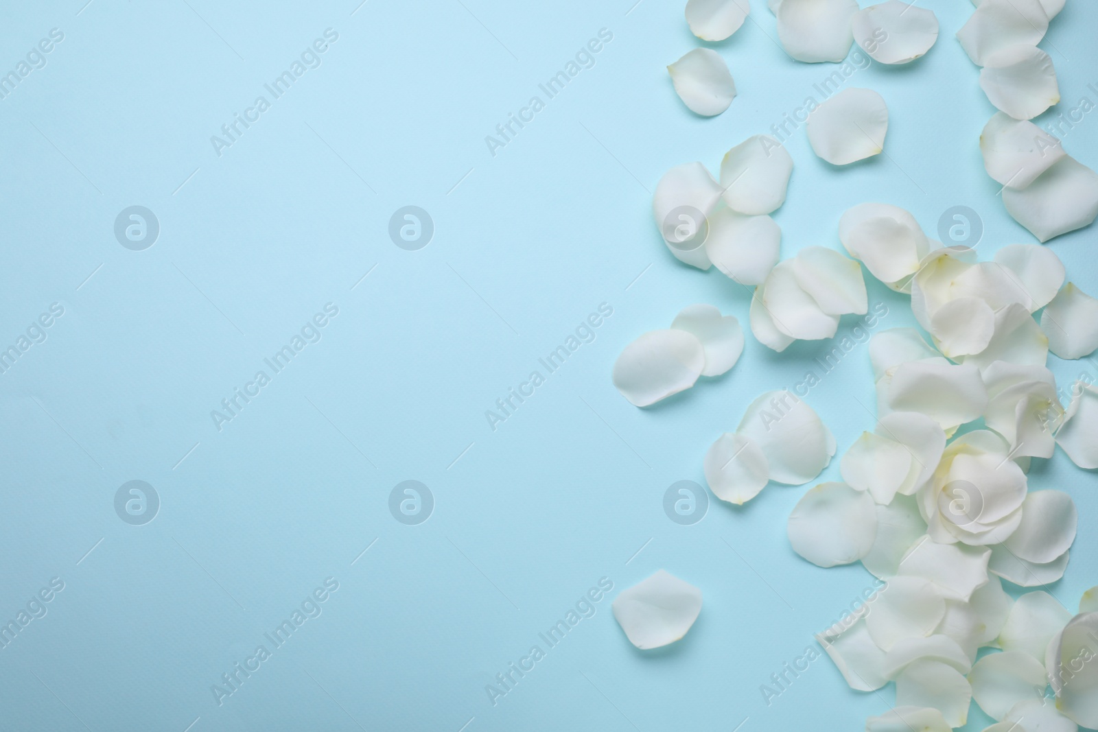 Photo of Beautiful white rose flower petals on light blue background, flat lay. Space for text