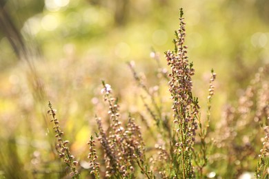 Photo of Beautiful meadow plants on sunny day, closeup