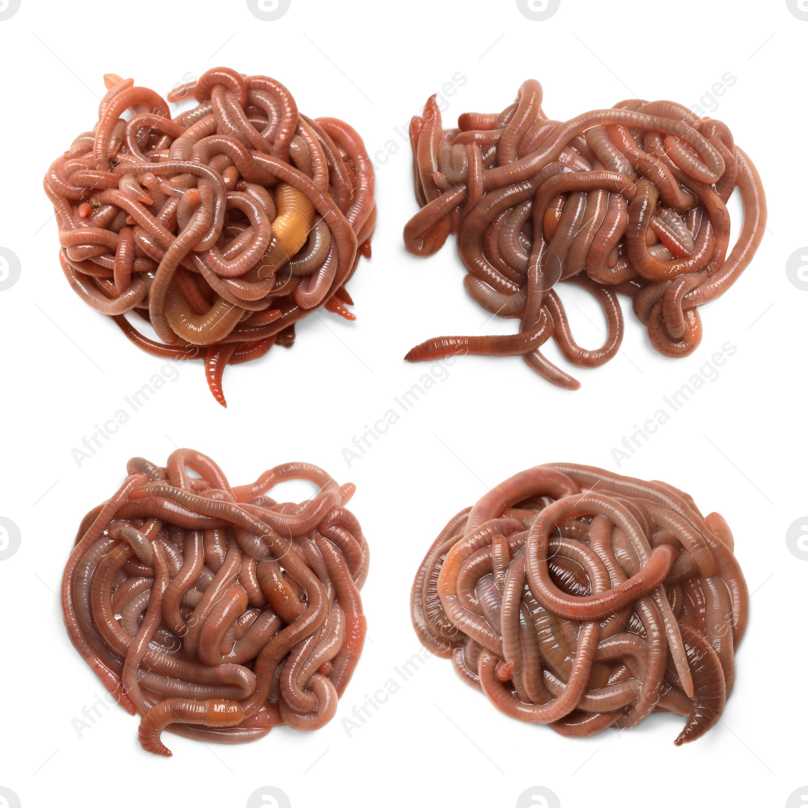 Image of Set with many worms isolated on white