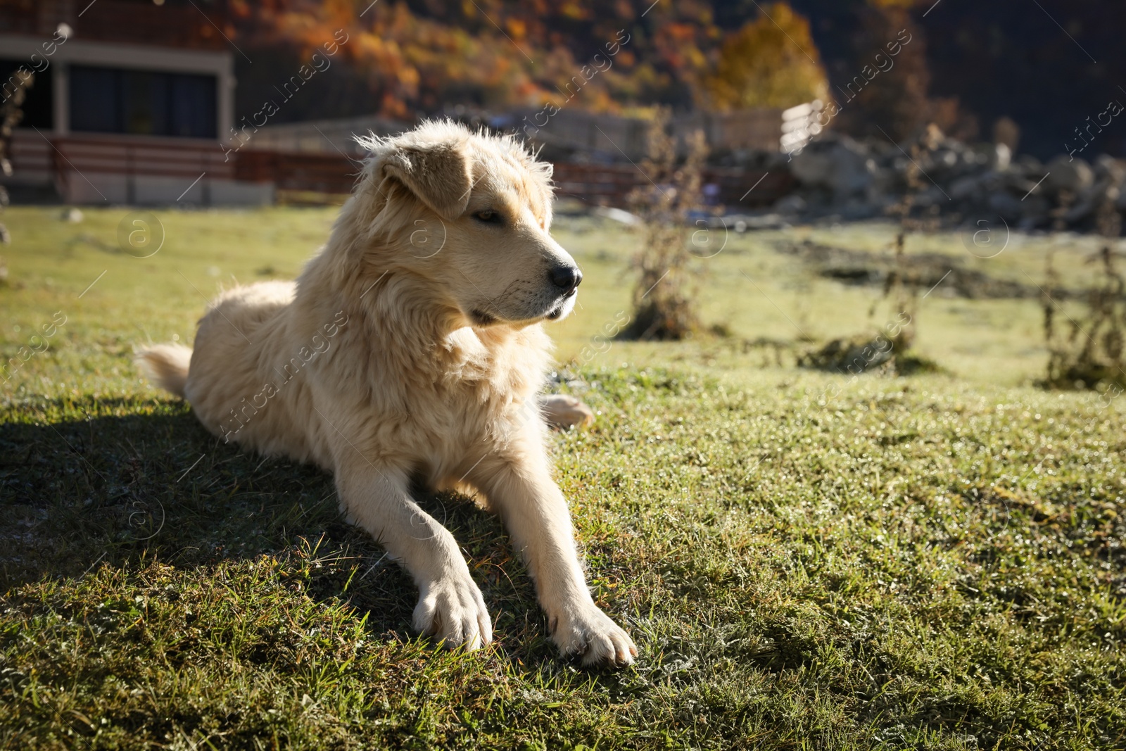 Photo of Adorable dog in mountains on sunny day