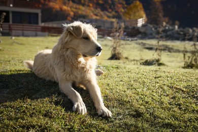 Photo of Adorable dog in mountains on sunny day