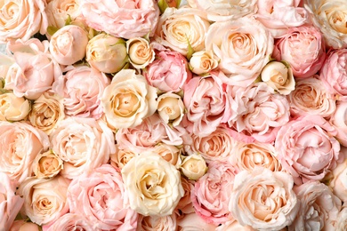 Photo of Many beautiful roses as background, top view