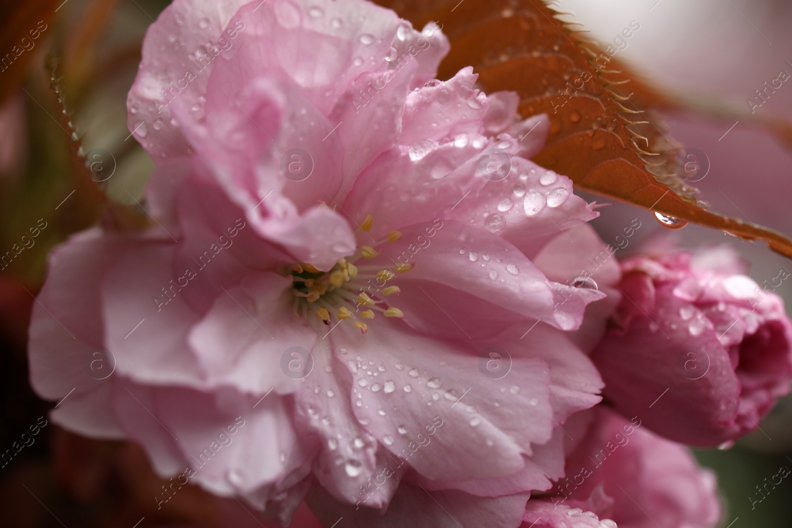 Photo of Beautiful sakura flowers with water drops on blurred background, closeup