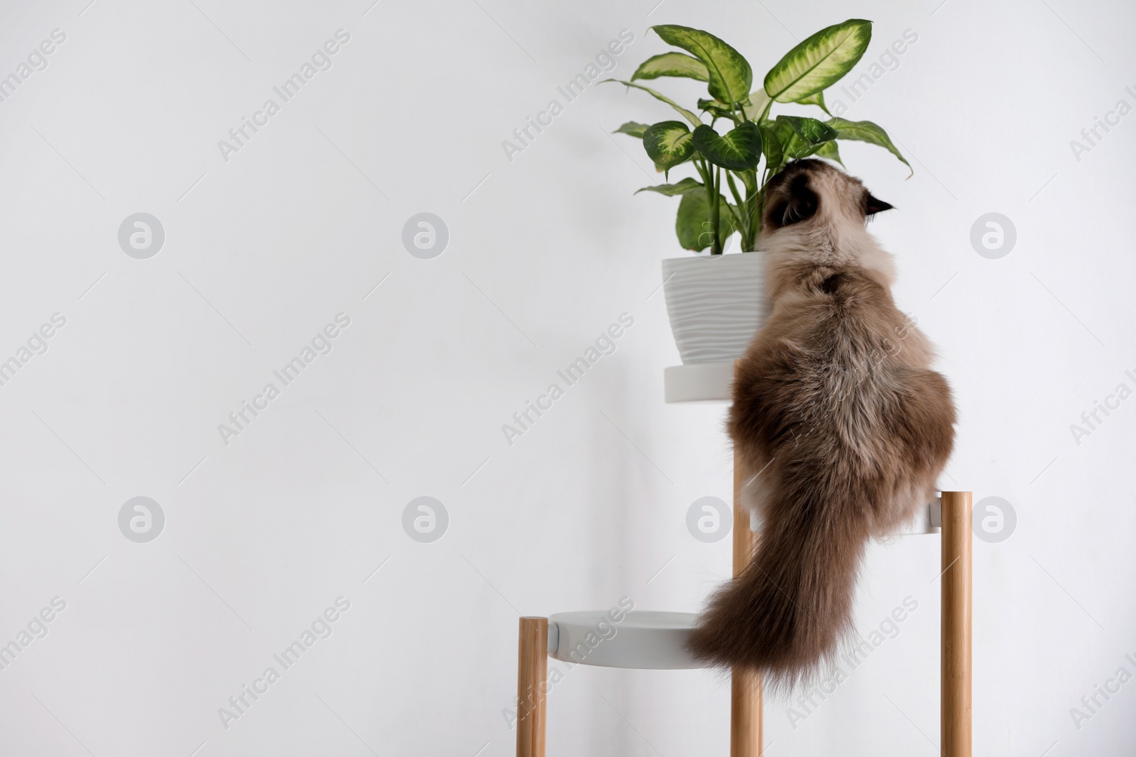 Photo of Cute Balinese cat on plant stand near white wall at home, space for text. Fluffy pet