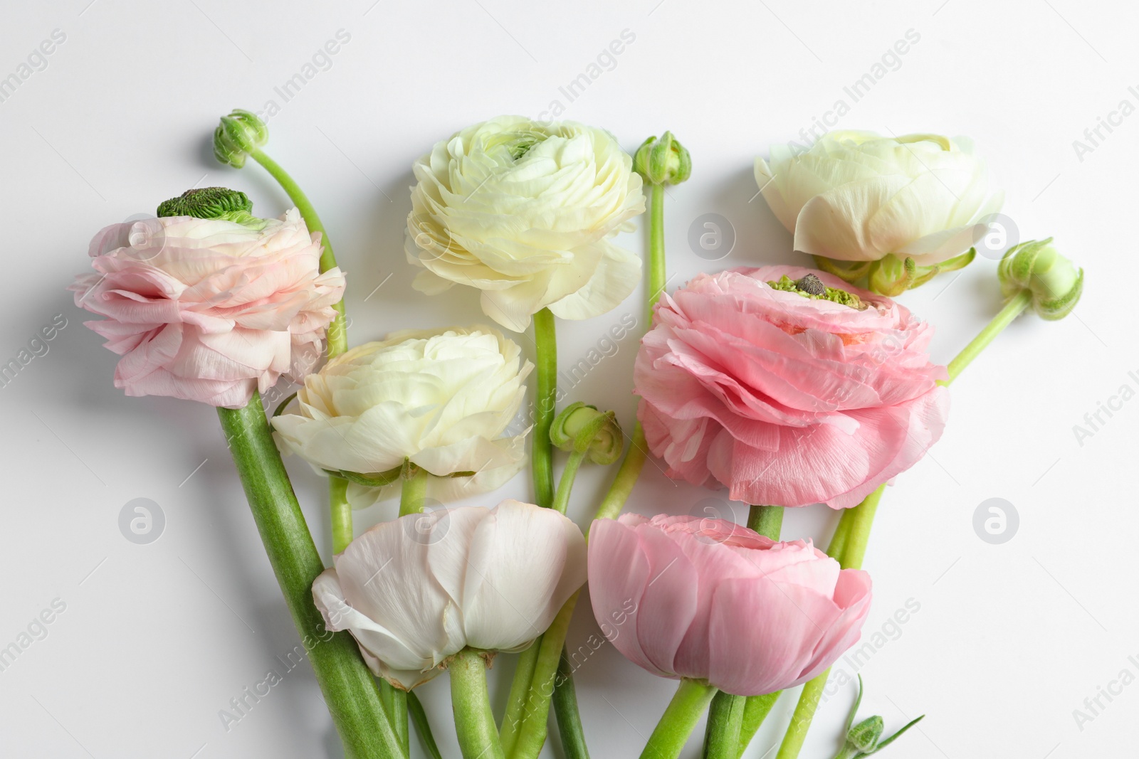 Photo of Beautiful ranunculus flowers on white background