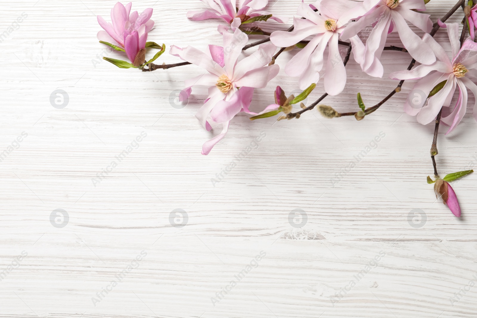 Photo of Magnolia tree branches with beautiful flowers on white wooden table, flat lay. Space for text