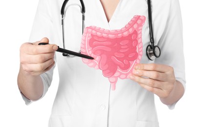 Doctor showing paper intestine cutout on white background, closeup