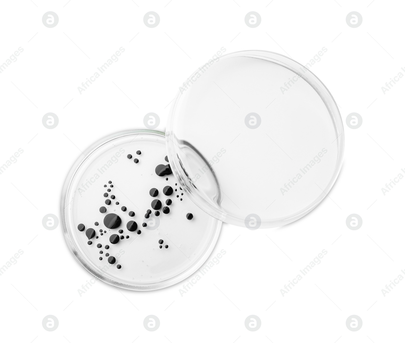 Photo of Petri dish with bacteria on white background, top view