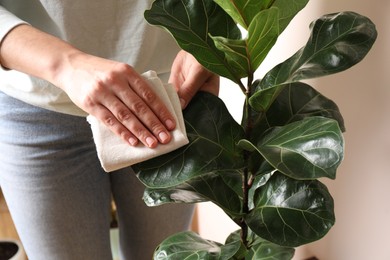 Woman wiping houseplant's leaves with cloth indoors, closeup