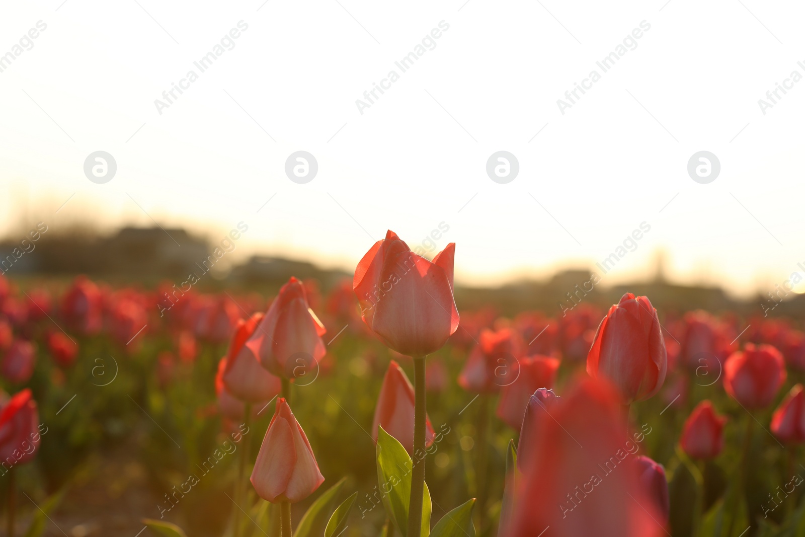 Photo of Field with fresh beautiful tulips. Blooming flowers