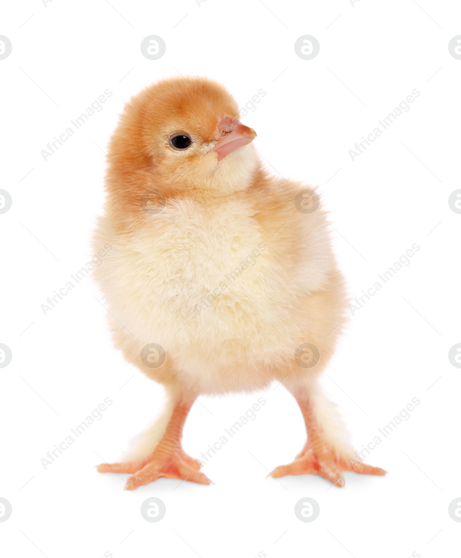 Photo of Cute fluffy baby chicken on white background