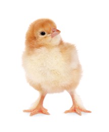 Photo of Cute fluffy baby chicken on white background