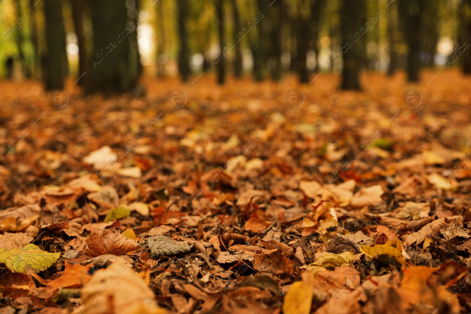Photo of Dry leaves on ground in forest on autumn day