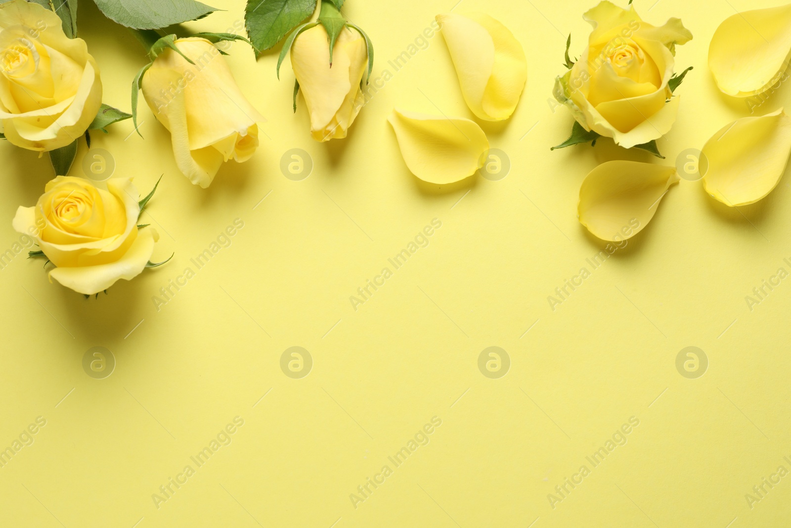 Photo of Beautiful roses and petals on yellow background, flat lay. Space for text