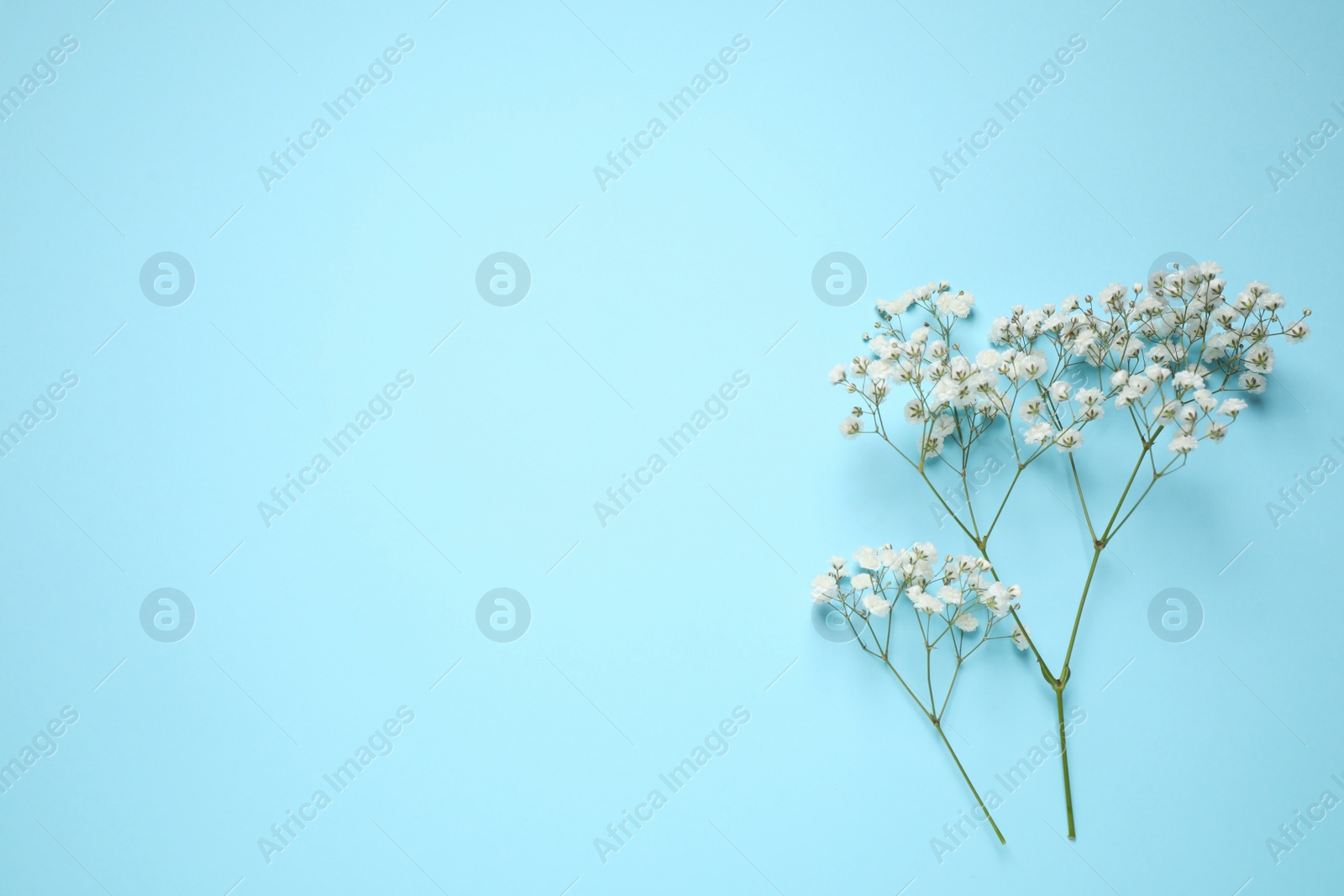 Photo of Beautiful gypsophila on light blue background, top view with space for text. Floral decor