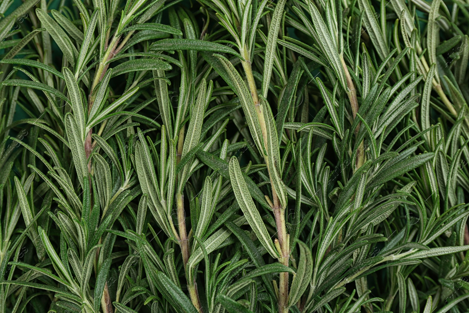 Photo of Fresh organic rosemary as background, top view