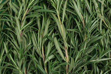 Photo of Fresh organic rosemary as background, top view