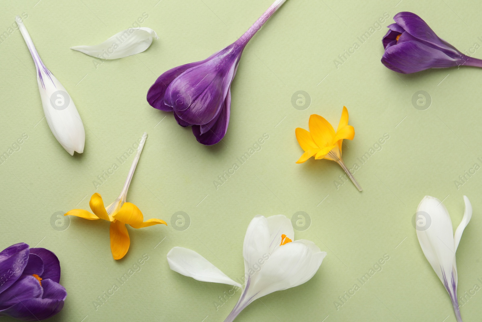 Photo of Beautiful crocus flowers on beige background, flat lay