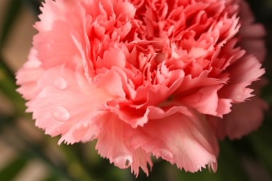Tender carnation flower with water drops growing on blurred background, closeup