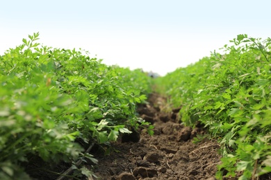 Photo of Fresh green parsley growing in field on sunny day. Organic farming