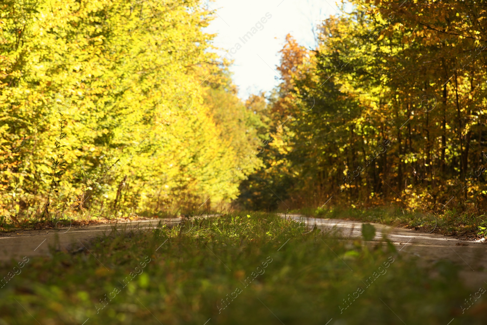 Photo of Beautiful view of country road and autumn forest