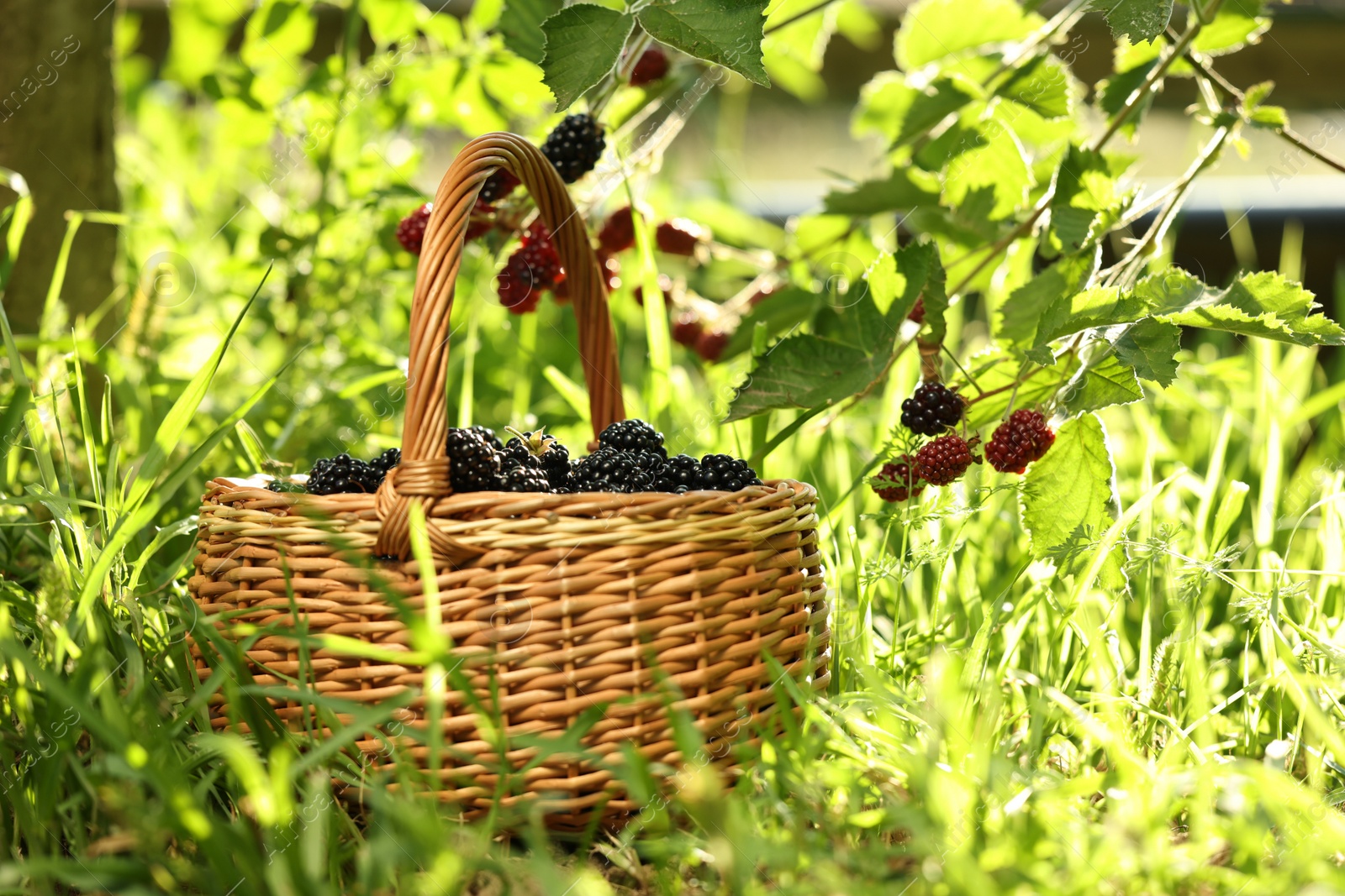 Photo of Wicker basket with ripe blackberries on green grass outdoors. Space for text