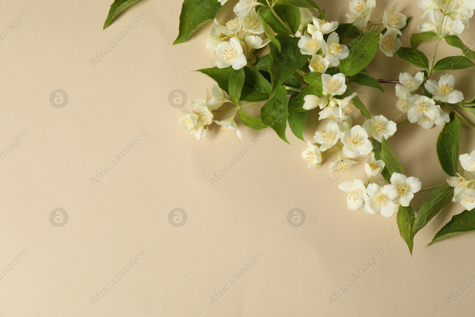 Photo of Aromatic jasmine flowers and green leaves on beige background, flat lay. Space for text