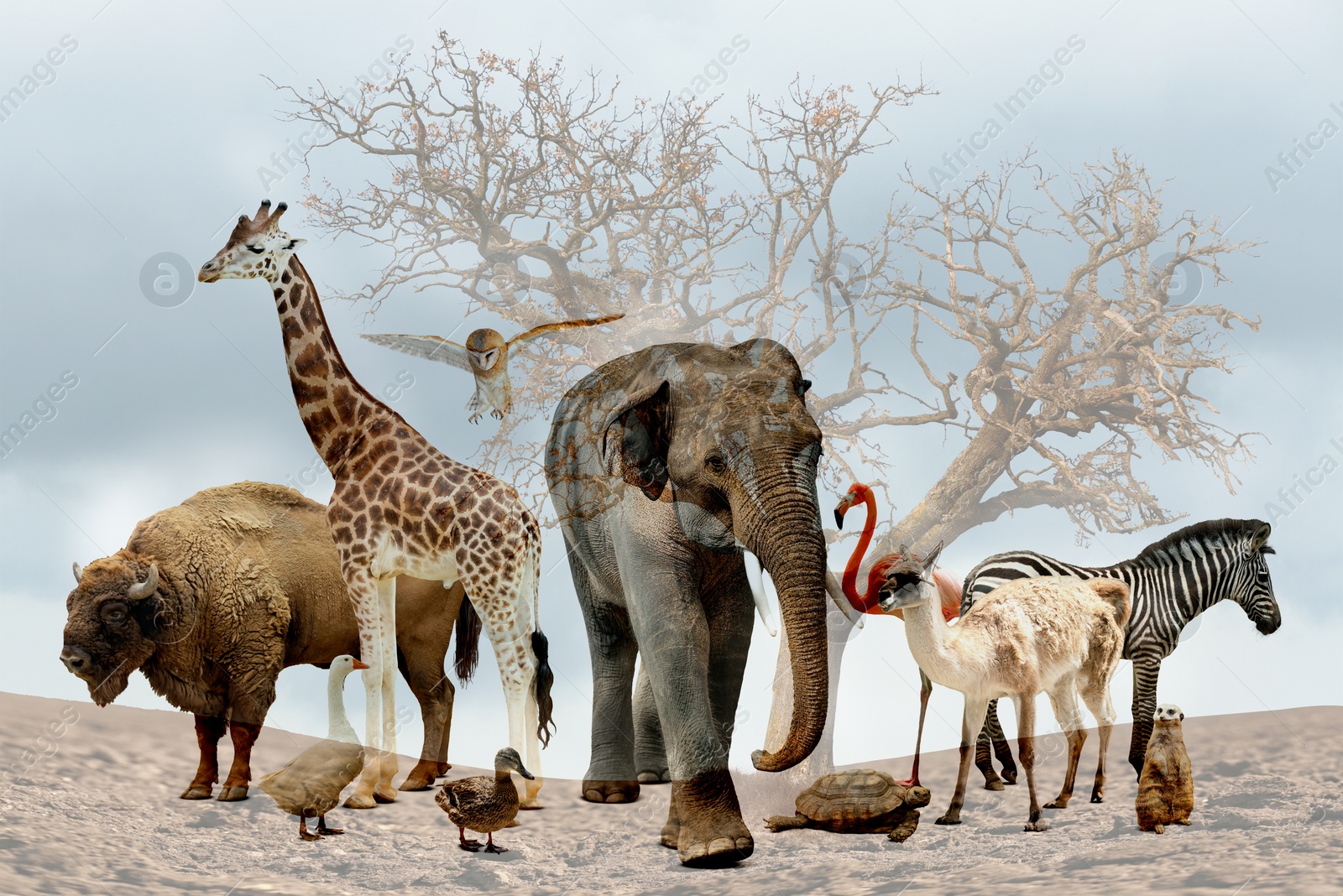 Image of Double exposure of different animals and dry tree among parched soil. Global warming, climate change