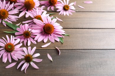 Photo of Beautiful blooming echinacea flowers, petals and leaves on wooden table. Space for text