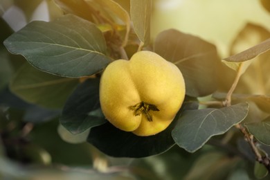 Photo of Closeup view of quince tree with ripening fruit outdoors