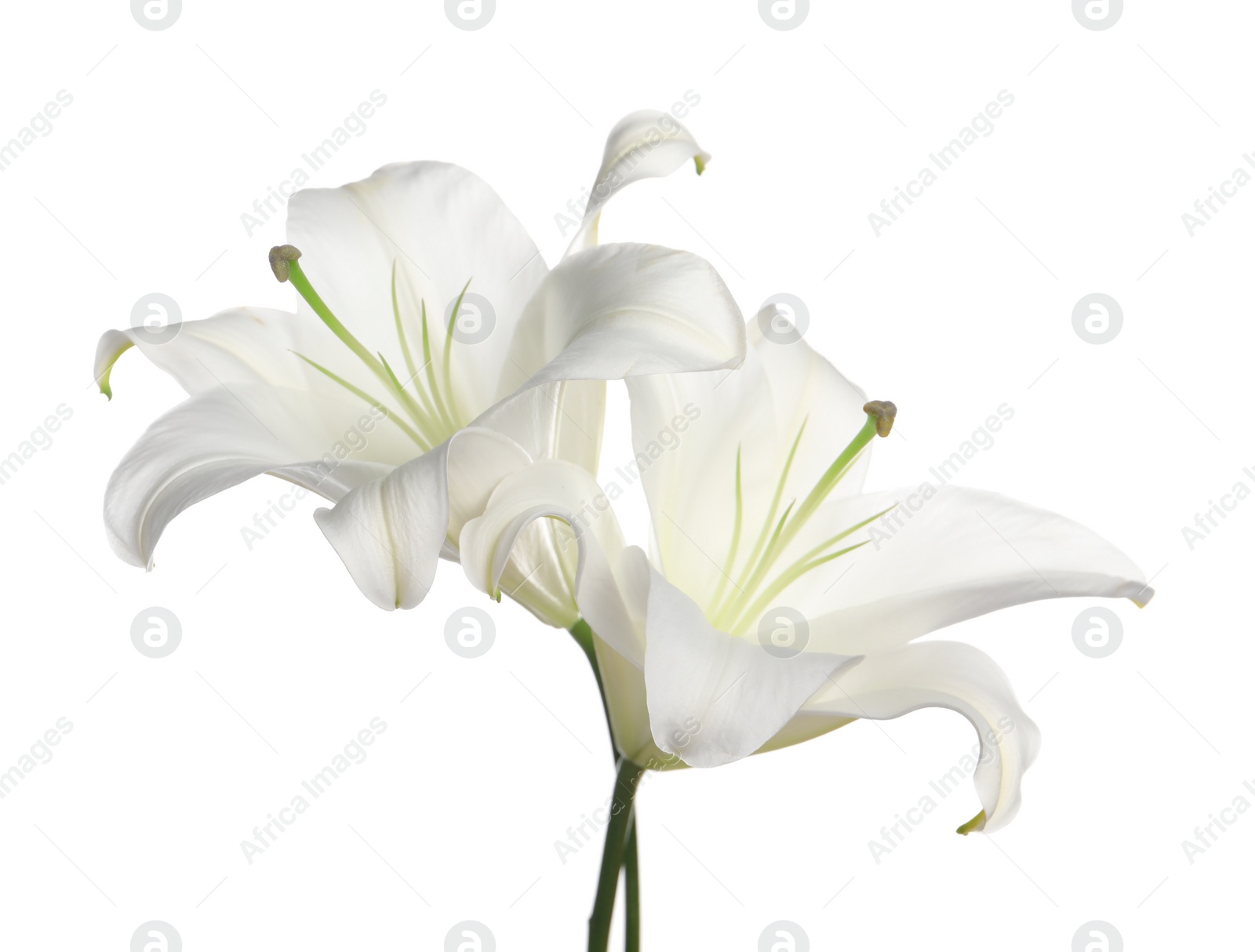 Photo of Beautiful fresh lily flowers isolated on white