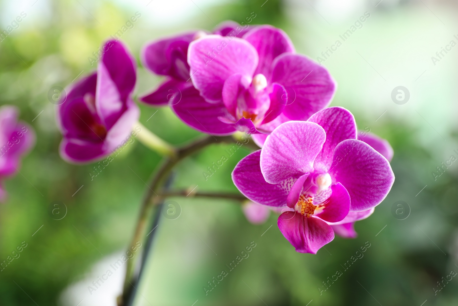 Photo of Beautiful blooming orchid on blurred background, closeup view