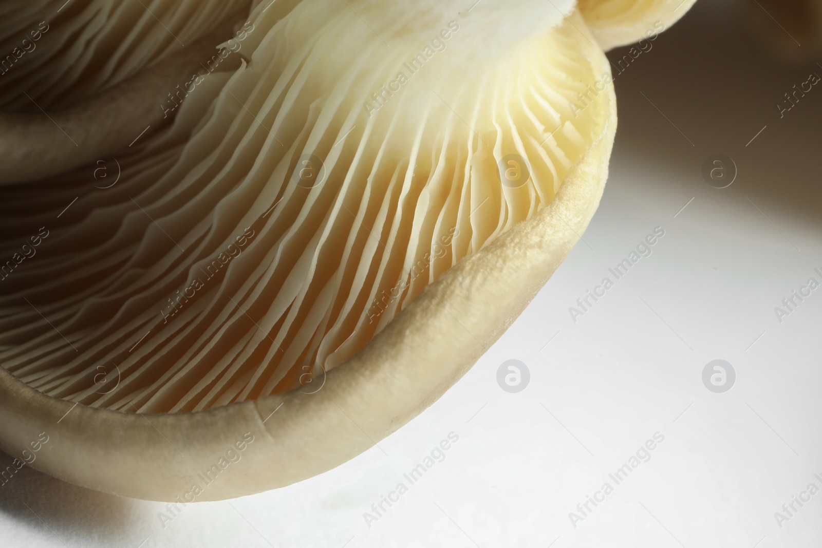 Photo of Fresh oyster mushroom on white background, macro view