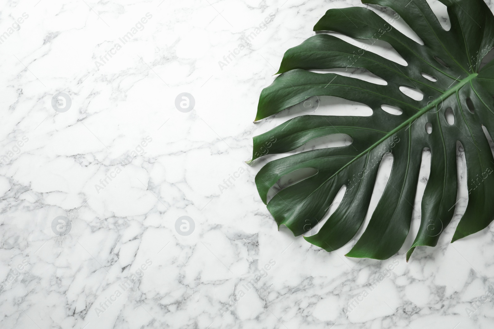 Photo of Green fresh monstera leaf on marble background, top view with space for text. Tropical plant