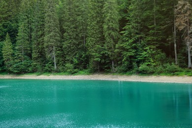 Picturesque view of clear lake near forest