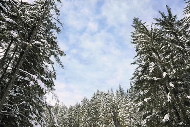 Photo of Picturesque view of snowy coniferous forest on winter day, low angle view