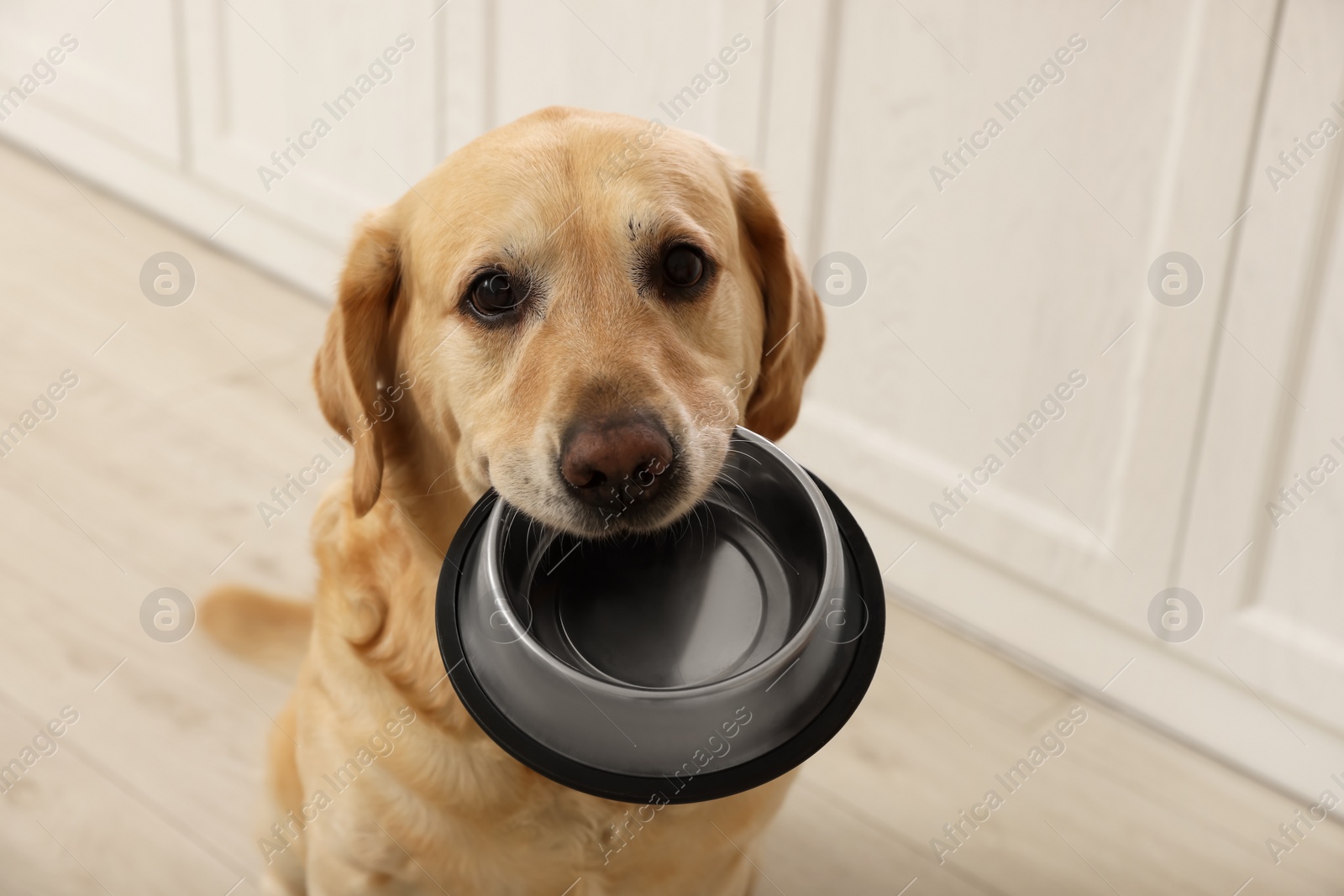 Photo of Cute hungry Labrador Retriever carrying feeding bowl in his mouth indoors