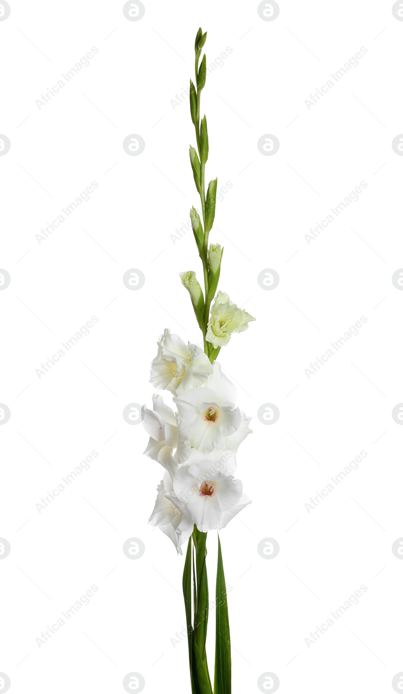 Photo of Beautiful fresh gladiolus flowers on white background