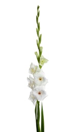 Photo of Beautiful fresh gladiolus flowers on white background