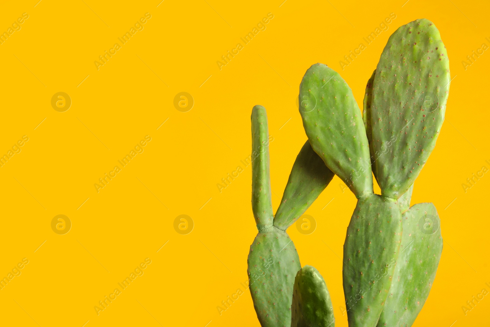 Photo of Beautiful cactus on yellow background, space for text. Tropical plant