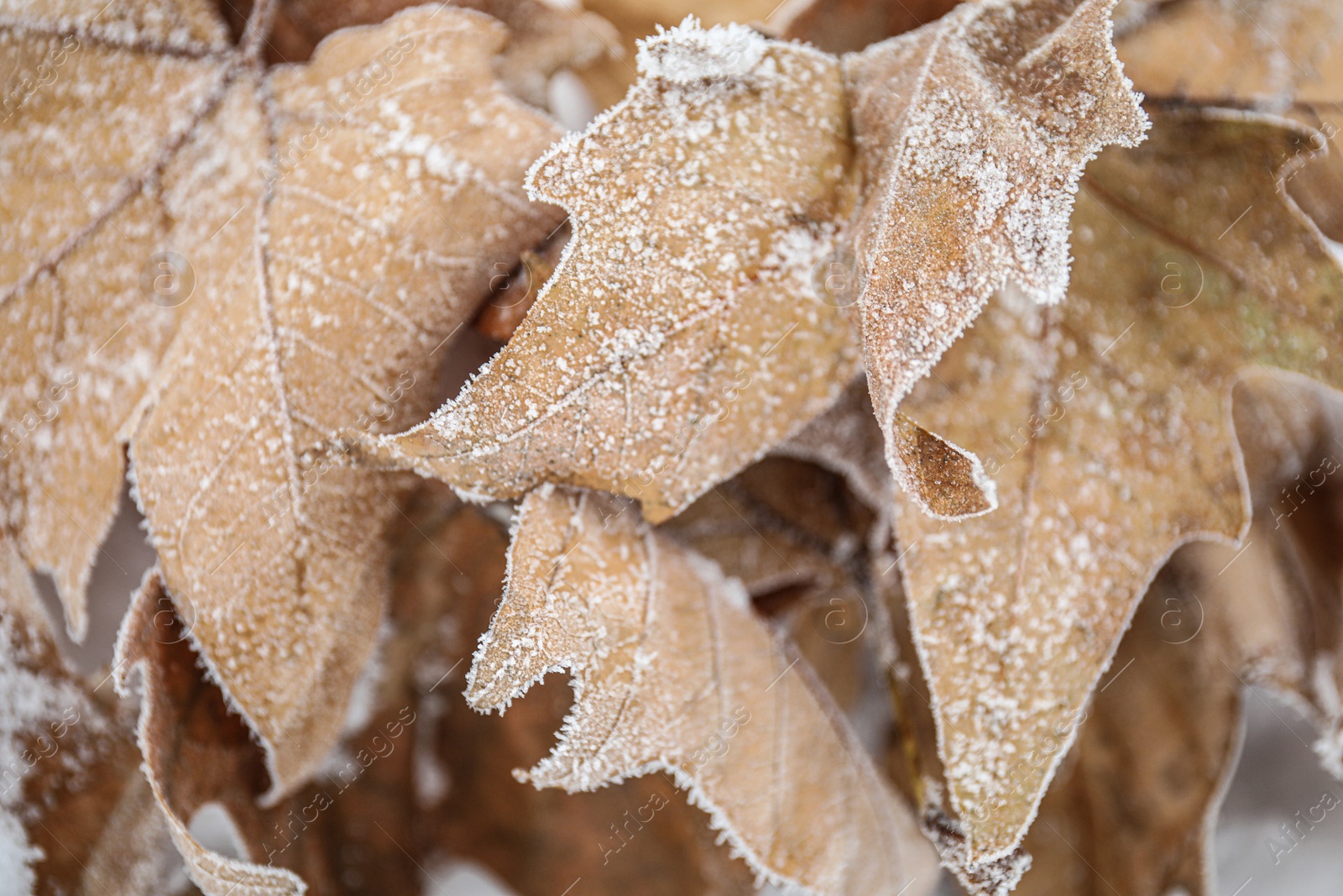 Photo of Dried maple leaves covered with hoarfrost outdoors on cold winter morning, closeup