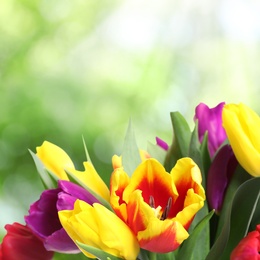 Beautiful bright spring tulips on blurred green background