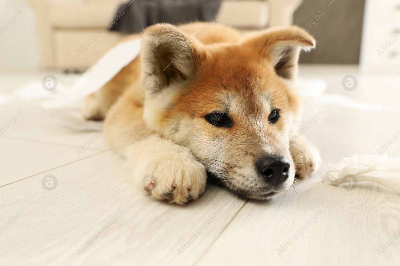 Photo of Cute akita inu puppy lying on floor indoors