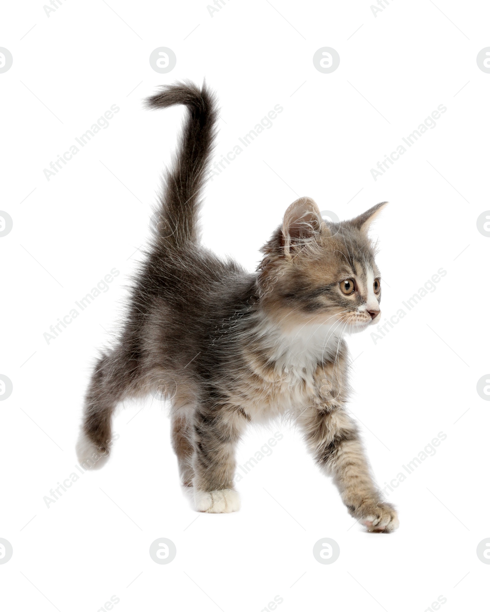 Photo of Cute fluffy kitten on white background. Baby animal