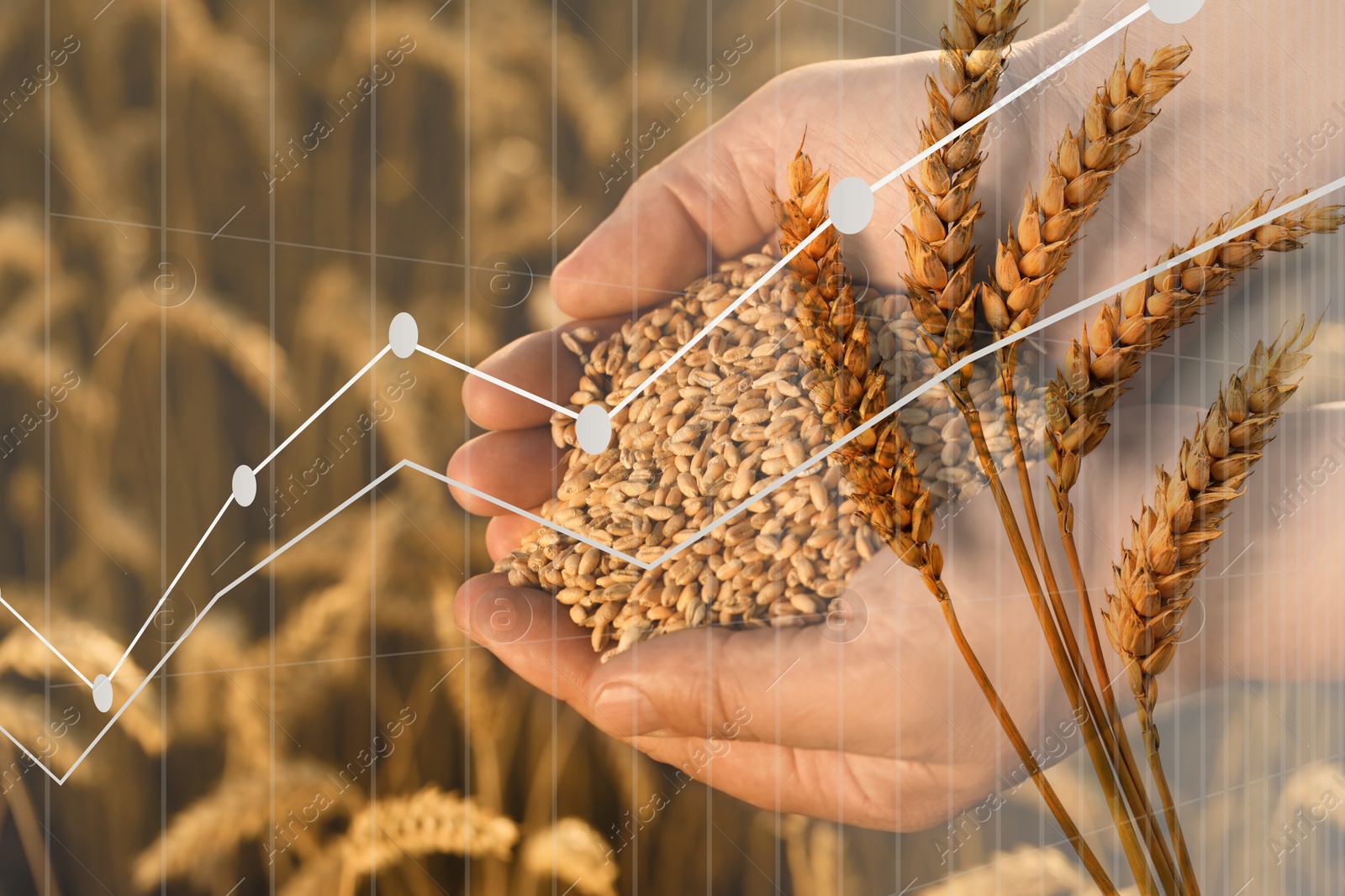 Image of Grain prices. Multiple exposure with wheat field and graph