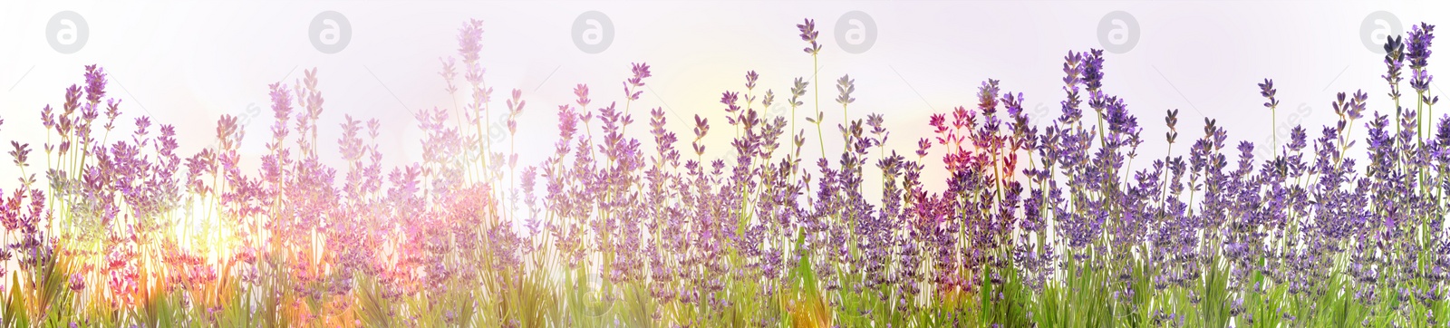 Image of Beautiful sunlit lavender flowers outdoors. Banner design 